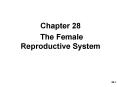The Female Reproductive System PowerPoint PPT Presentation