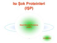 Isi Sok Proteinleri (ISP)
