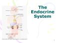 The Endocrine System PowerPoint PPT Presentation