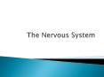 The Nervous System PowerPoint PPT Presentation