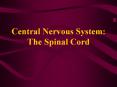 Central Nervous System: The Spinal Cord PowerPoint PPT Presentation