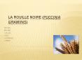 LA ROUILLE NOIRE (Puccinia graminis) PowerPoint PPT Presentation