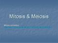 Mitosis PowerPoint PPT Presentation
