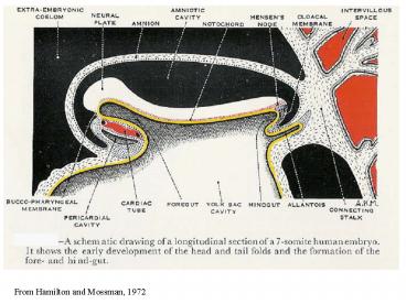 From Hamilton and Mossman, 1972