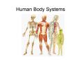 Human Body Systems PowerPoint PPT Presentation