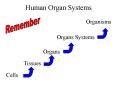 Human Organ Systems PowerPoint PPT Presentation