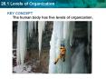 KEY CONCEPT The human body has five levels of organization. PowerPoint PPT Presentation