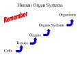 Human Organ Systems PowerPoint PPT Presentation