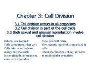 Chapter 3: Cell Division