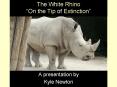 The White Rhino  PowerPoint PPT Presentation