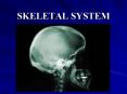 SKELETAL SYSTEM PowerPoint PPT Presentation