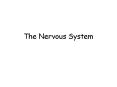 The Nervous System PowerPoint PPT Presentation