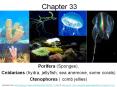 Porifera (Sponges), PowerPoint PPT Presentation