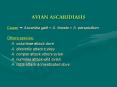 AVIAN ASCARIDIASIS PowerPoint PPT Presentation