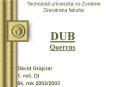 DUB     Quercus PowerPoint PPT Presentation