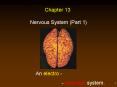 Nervous System (Part 1) PowerPoint PPT Presentation