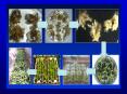 Lecture 2:  Applications of Tissue Culture to Plant Improvement PowerPoint PPT Presentation