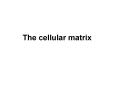 The cellular matrix PowerPoint PPT Presentation