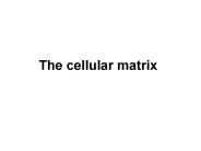 The cellular matrix