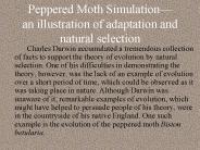 Peppered Moth Simulation
