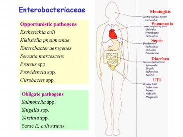 Enterobacteriaceae