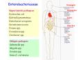 Enterobacteriaceae PowerPoint PPT Presentation