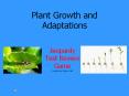 Plant Growth and Adaptations PowerPoint PPT Presentation