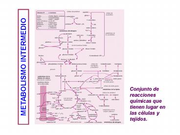 METABOLISMO DE NUCLEOTIDOS