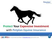 Protect Your Expensive Investment with Petplan Equine Insurance