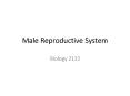 Male Reproductive System PowerPoint PPT Presentation