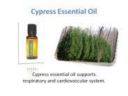 doTERRA Cypress Essential Oil Online