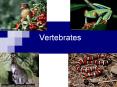 Vertebrates PowerPoint PPT Presentation