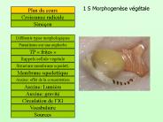 1 S Morphogen