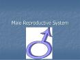 Male Reproductive System PowerPoint PPT Presentation