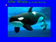 Killer Whale by Jordan Brierley.