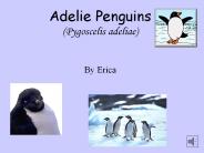 Adelie Penguins (Pygoscelis adeliae)