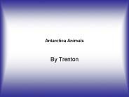 Antarctica Animals