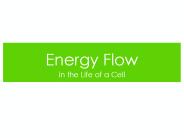 Energy Flow