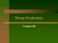 Sheep Production PowerPoint PPT Presentation