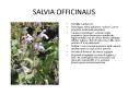 SALVIA OFFICINALIS PowerPoint PPT Presentation