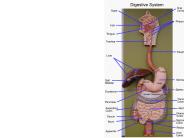 Hard palate