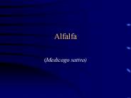 Alfalfa