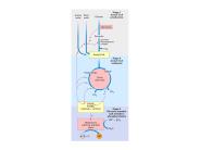 Karbohidrat Metabolizmasi