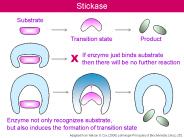 BC basic - from big bang