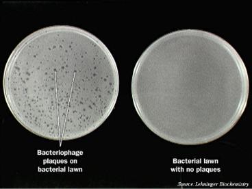 Source:Lehninger Biochemistry