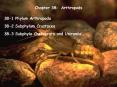 Chapter 38: Arthropods PowerPoint PPT Presentation