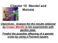 Chapter 10 Mendel and Meiosis PowerPoint PPT Presentation
