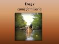 Dogs canis familiaria PowerPoint PPT Presentation