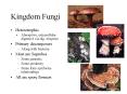 Kingdom Fungi PowerPoint PPT Presentation