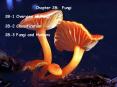 Chapter 28: Fungi PowerPoint PPT Presentation